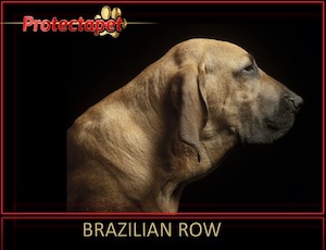 Brazilian Row Dog on black background